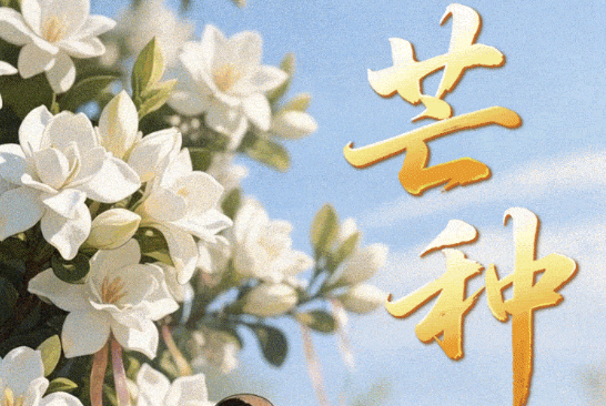芒种:芒种不茫 行事有章