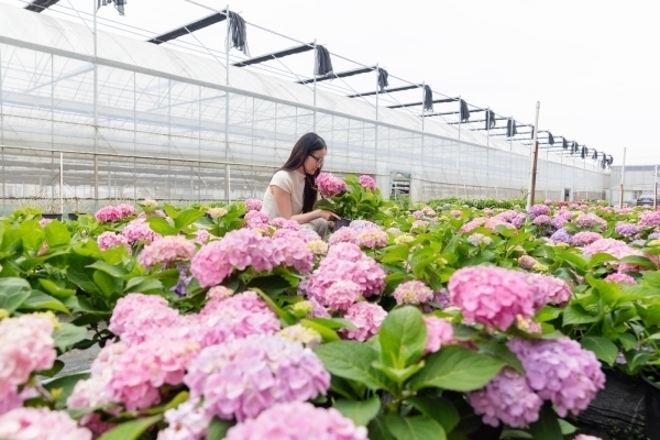 随着夏季到来，绣球花进入盛放期。在平湖市新仓镇一花卉基地内，大片“无尽夏”绣球花盛放，团团簇簇的花球绚烂多姿，分外美丽。平湖市纪委监委 陈明远 摄.jpg