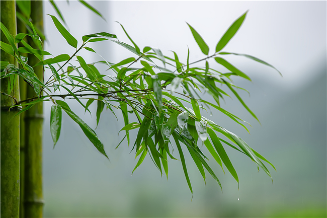 【纪检监察人·镜头】万物生长,雨水润泽